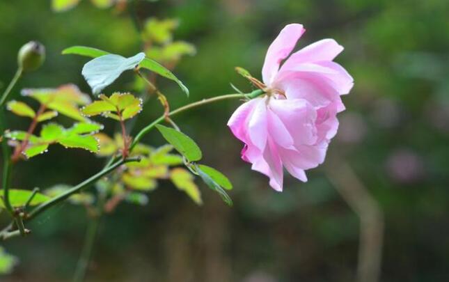 花卉攝影創(chuàng)作